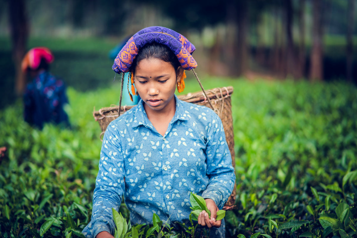Halda Valley Black Tea 500GM (75gm Free)