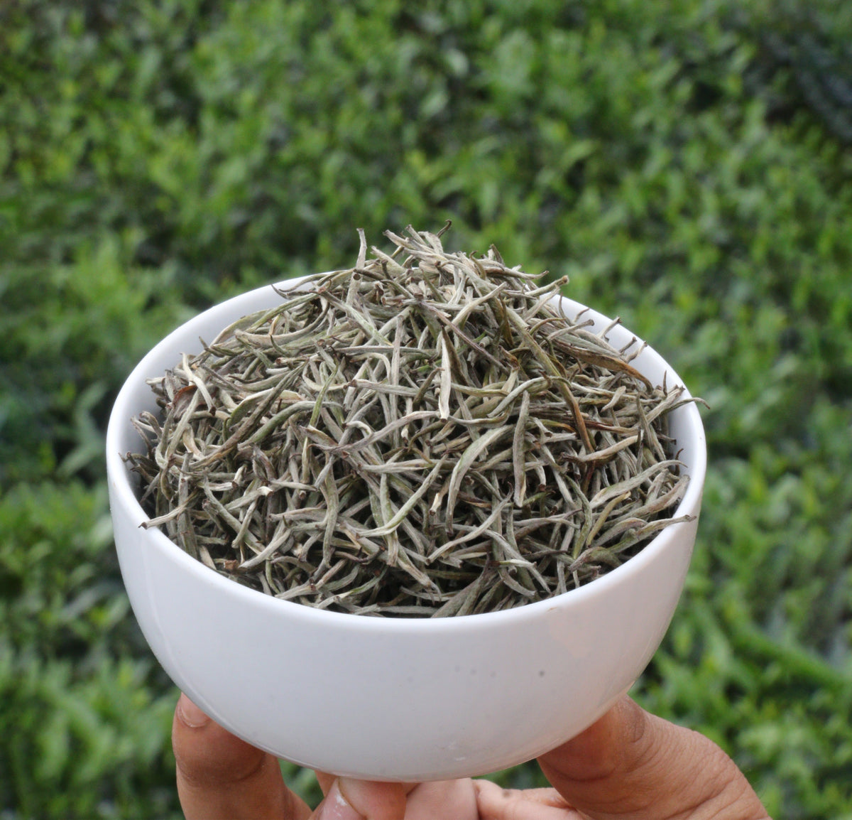 Silver Needle White Tea 15GM