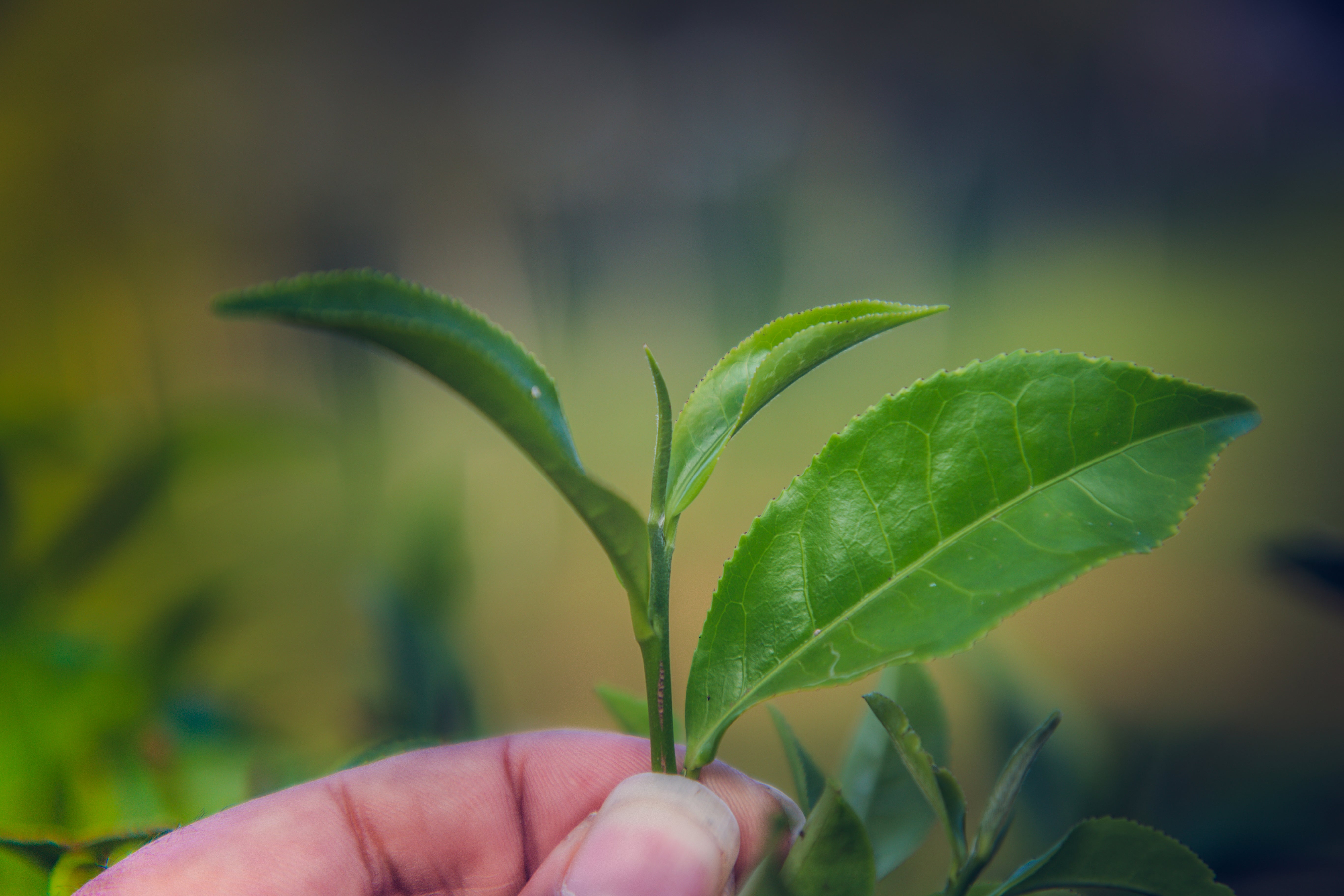 Green Tea Blends