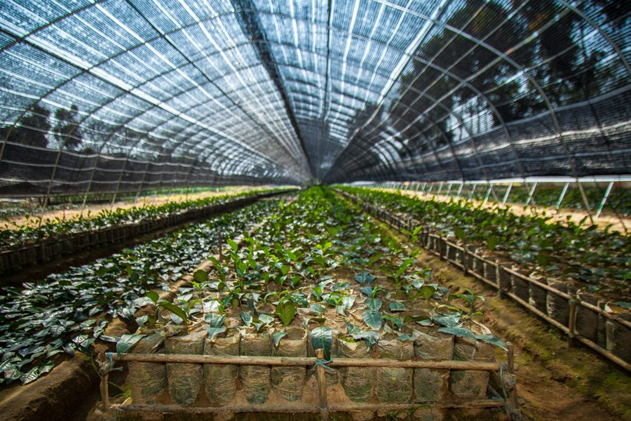 The nursery