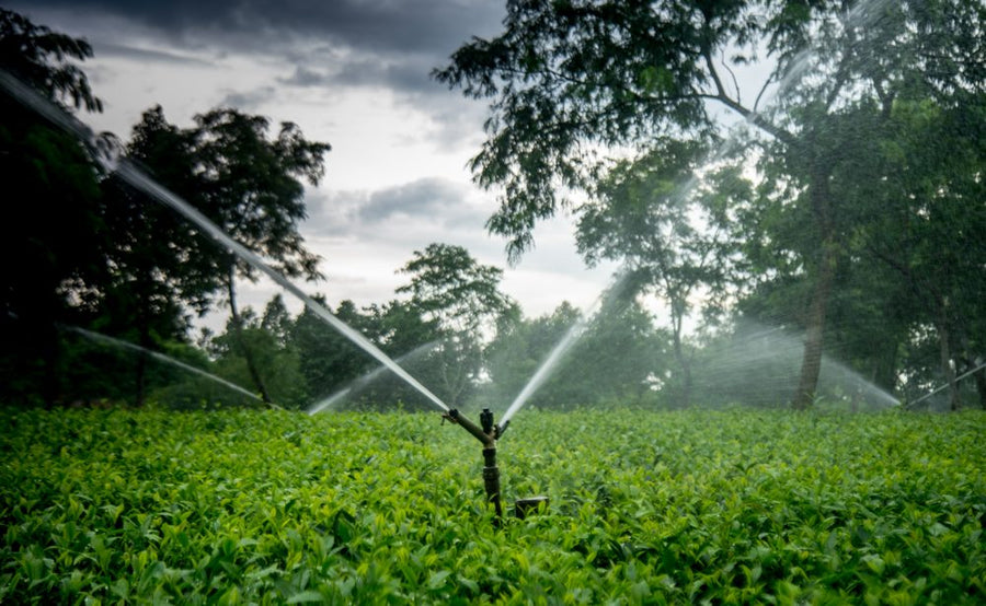 The irrigation